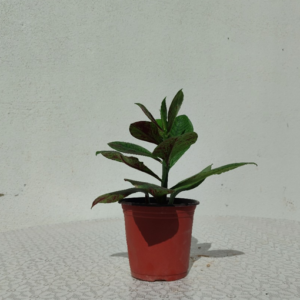 Pothos Plant in an Autumn-Themed Ceramic Holder