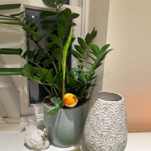 Snake Plant in Black Cement Pot