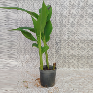 Khanna Green Ahmar Sabaz Small Pot