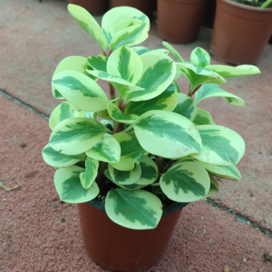 Peporomia-White