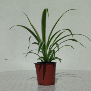 Spider-Small-Indoor