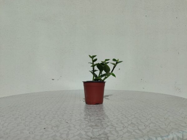ببروميا صغيرة