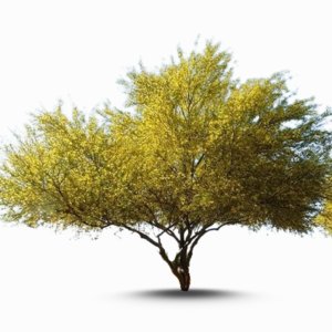 شجرة باركنسونيا