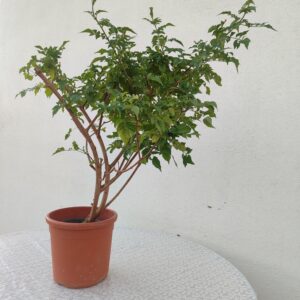 تيكوماريا كابينسيس
